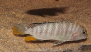 Tropheops sp. 'red fin' Usisya